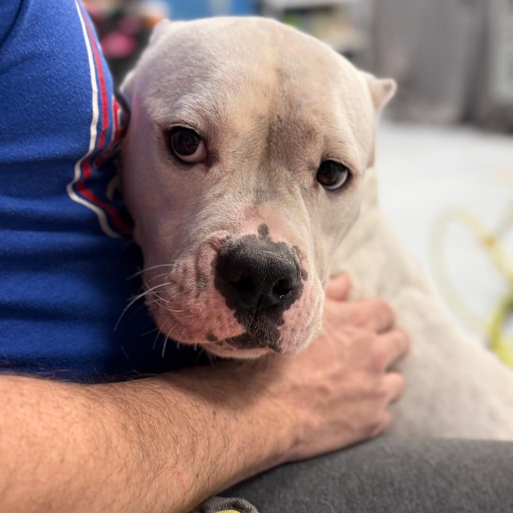 Enlarge Mavis, a Adoptable Pit Bull Terrier in Chicago, IL image 2/6