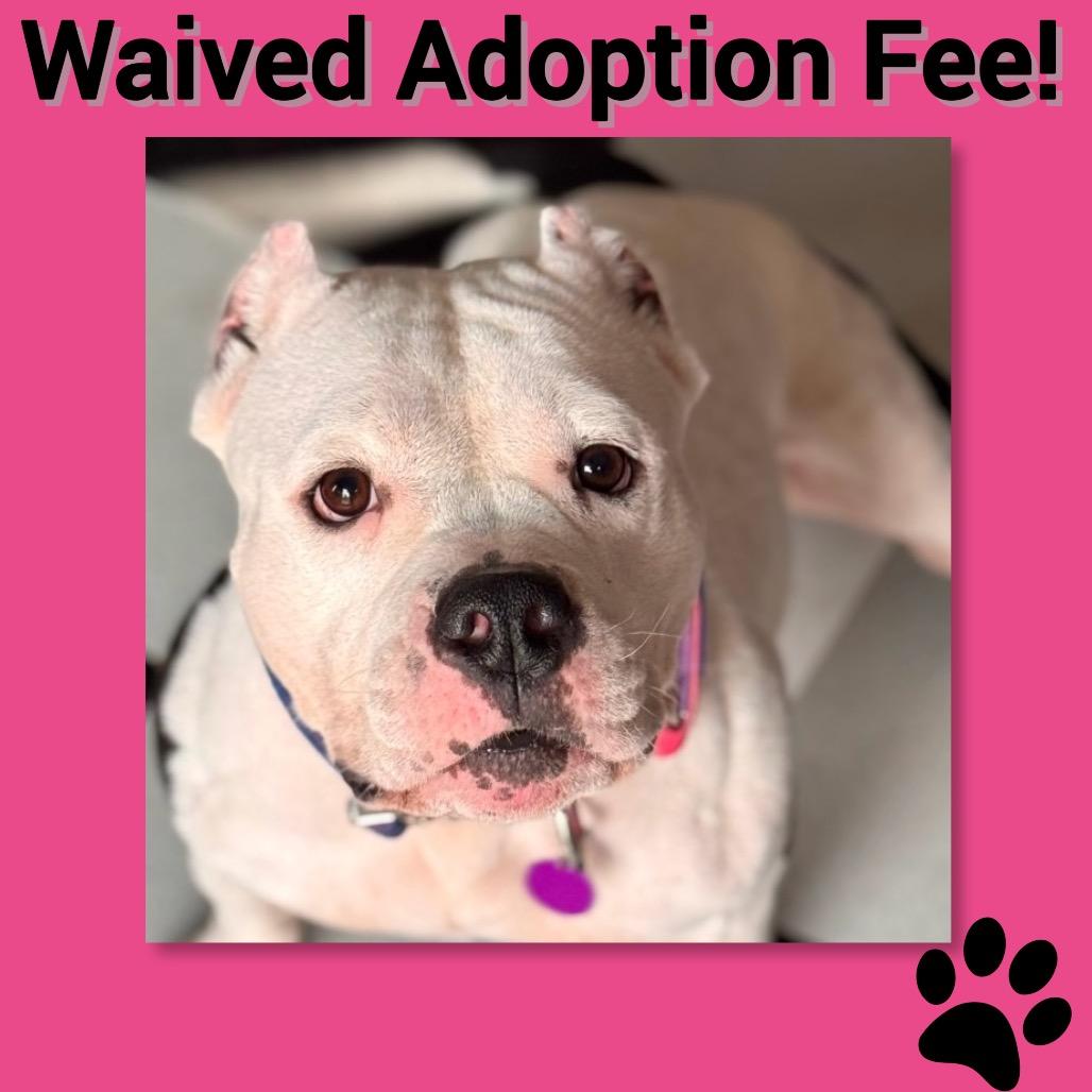 Mavis ~ Waived Adoption Fee!, a Adoptable Pit Bull Terrier in Chicago, IL image 1/6