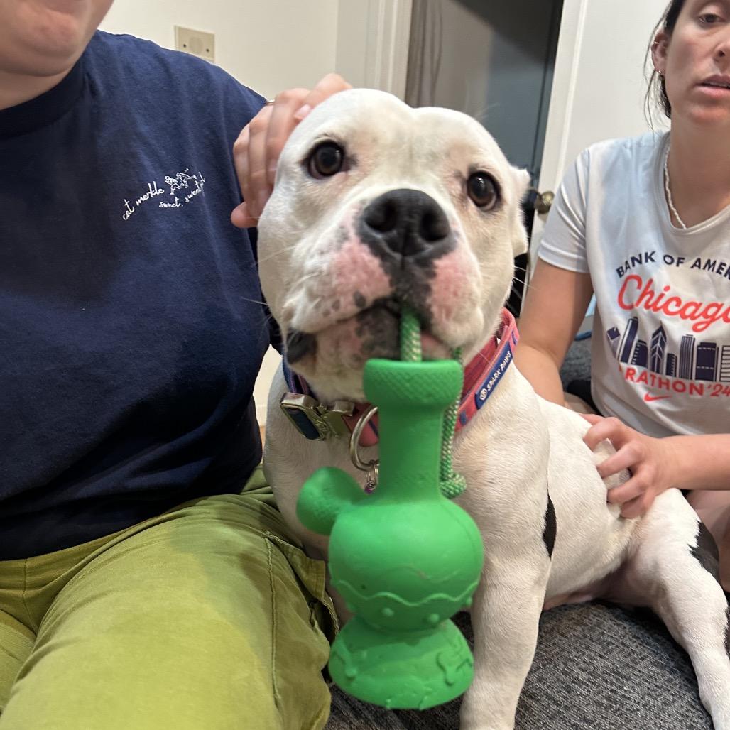 Enlarge Mavis, a Adoptable Pit Bull Terrier in Chicago, IL image 3/6