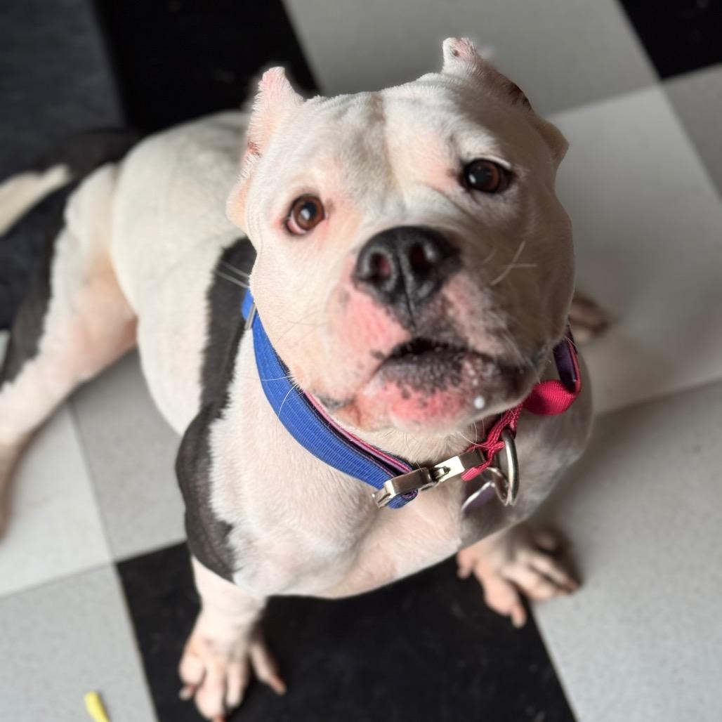 Enlarge Mavis, a Adoptable Pit Bull Terrier in Chicago, IL image 3/6
