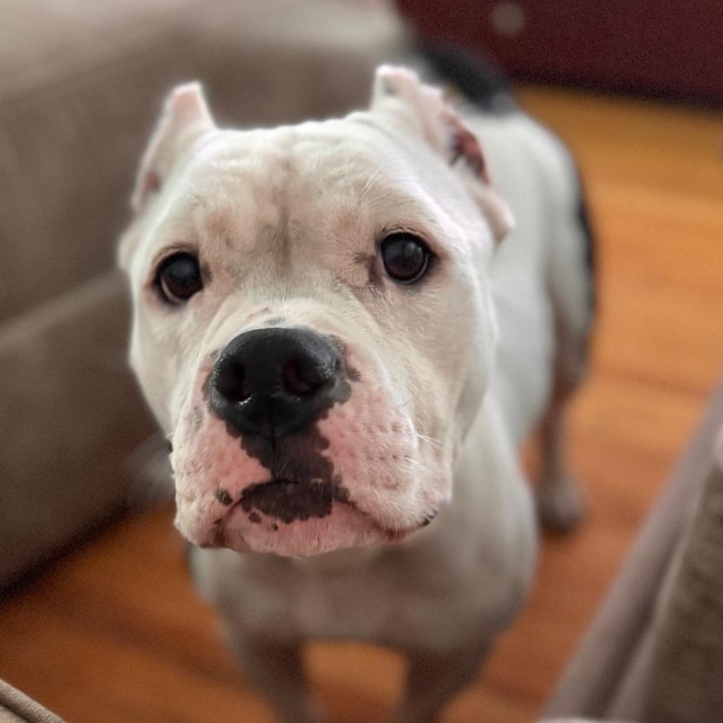 Enlarge Mavis, a Adoptable Pit Bull Terrier in Chicago, IL image 4/6