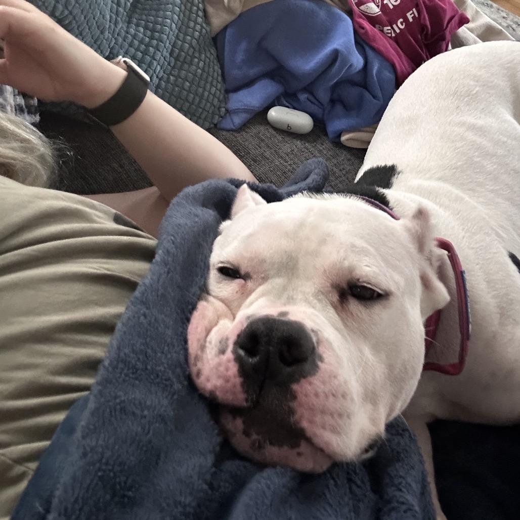 Enlarge Mavis, a Adoptable Pit Bull Terrier in Chicago, IL image 5/6