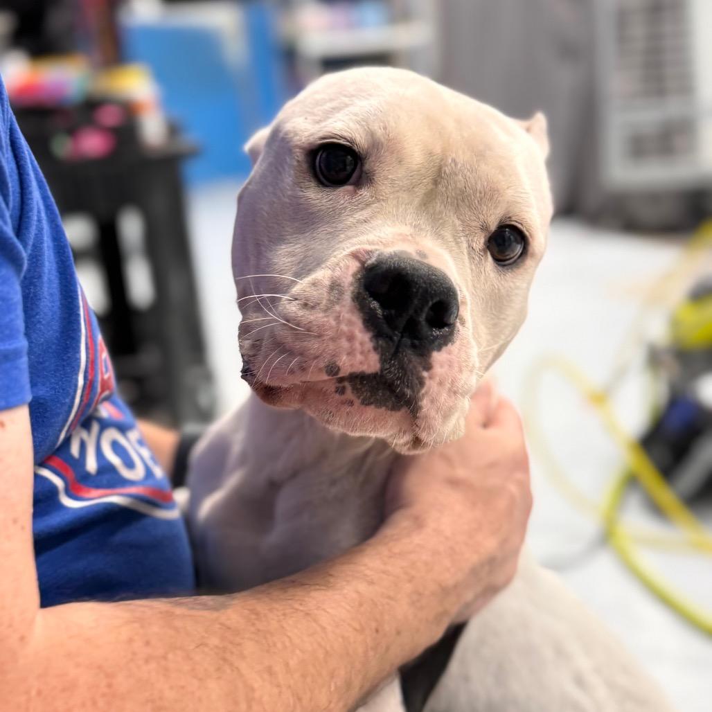 Enlarge Mavis, a Adoptable Pit Bull Terrier in Chicago, IL image 5/6