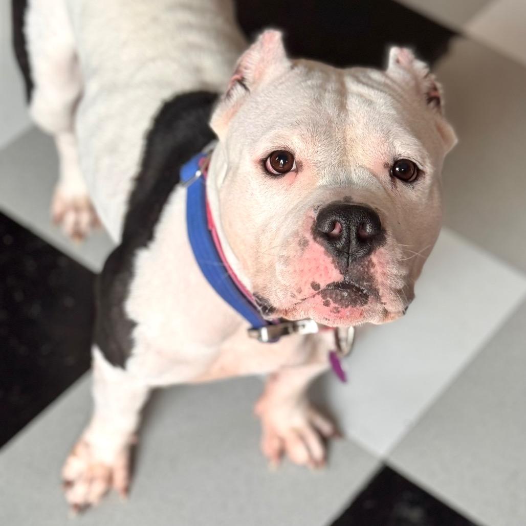 Enlarge Mavis, a Adoptable Pit Bull Terrier in Chicago, IL image 3/6