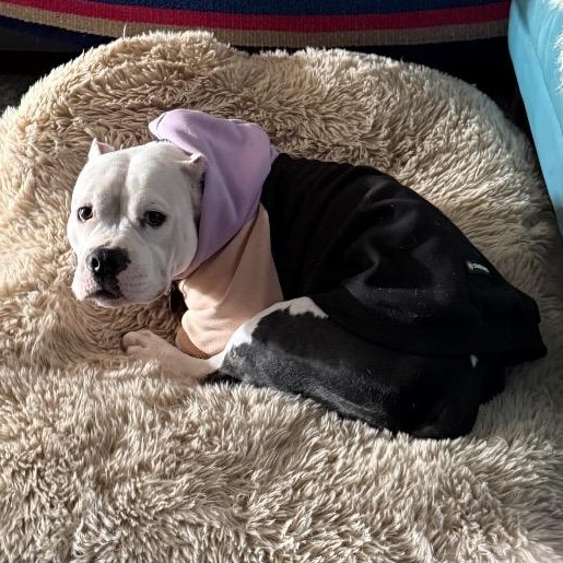 Mavis ~ AVAILABLE TO FOSTER OR ADOPT!!!, Adoptable, Adult Female Pit Bull Terrier.