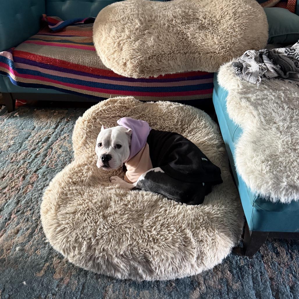 Enlarge Mavis, a Adoptable Pit Bull Terrier in Chicago, IL image 4/6