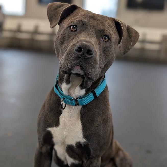 Tom, Adoptable, Adult Male Mixed Breed.