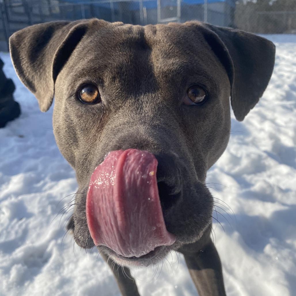 Enlarge Tom, a Adoptable Mixed Breed in West Olive, MI image 2/6