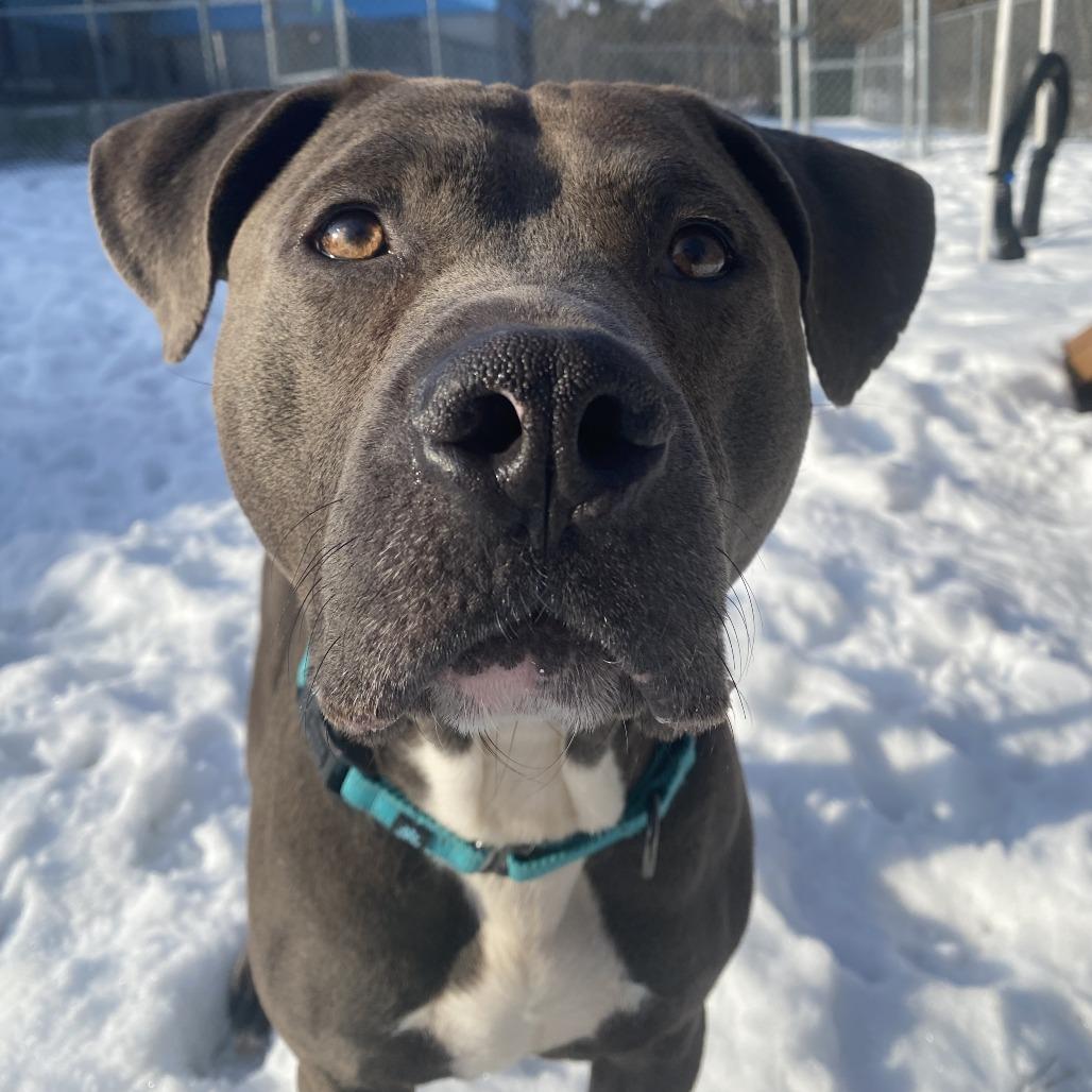 Enlarge Tom, a Adoptable Mixed Breed in West Olive, MI image 4/6