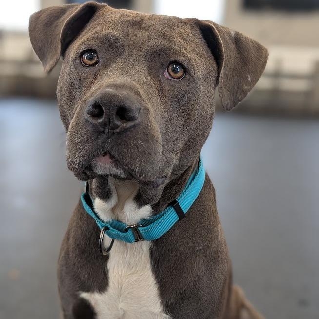 Enlarge Tom, a Adoptable Mixed Breed in West Olive, MI image 5/6