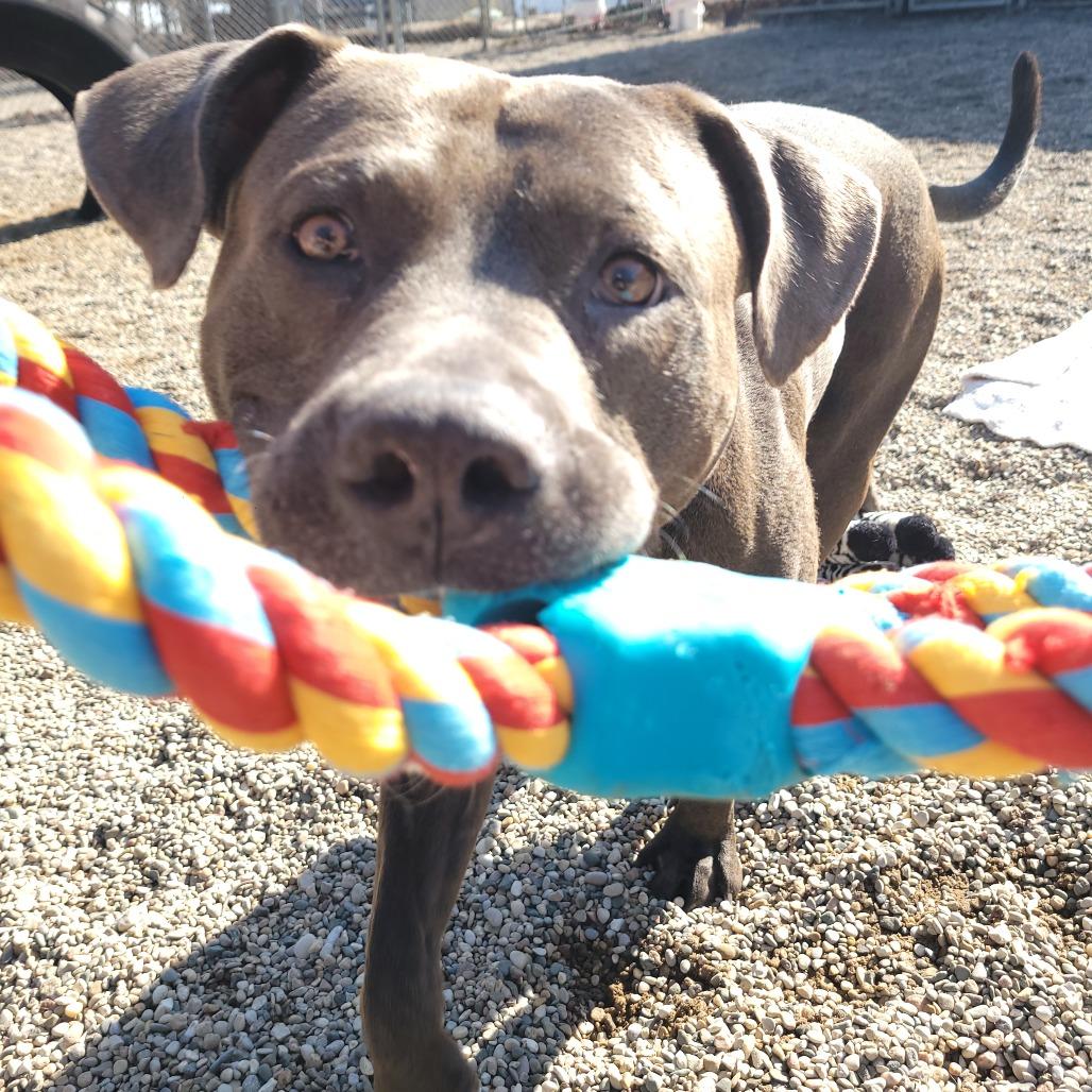 Enlarge Tom, a Adoptable Mixed Breed in West Olive, MI image 6/6