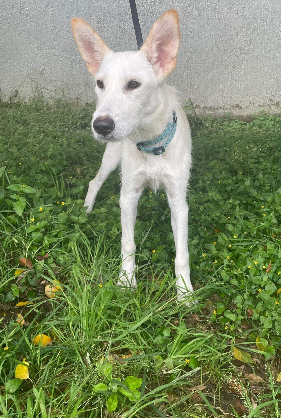 Enlarge Cliff, a Adopted mixed breed in Heritage Point, AB image 2/5