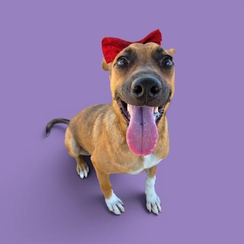 Enlarge Darling Baby - STAFF FAVORITE, an adopted mixed breed in Thousand Oaks, CA image 2/3