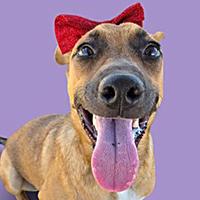 Darling Baby - STAFF FAVORITE, adopted, Young Female Basenji & Shepherd.