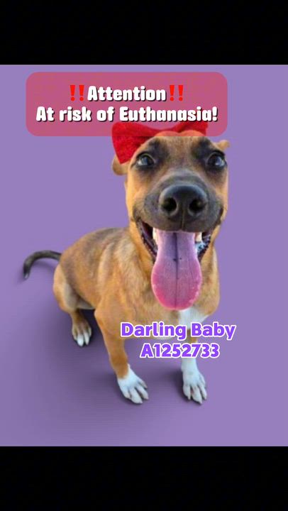 Enlarge Darling Baby - STAFF FAVORITE, an adopted mixed breed in Thousand Oaks, CA video 3/3
