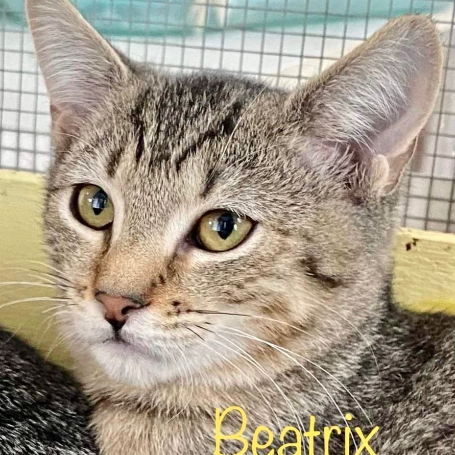 Beatrix photo 1