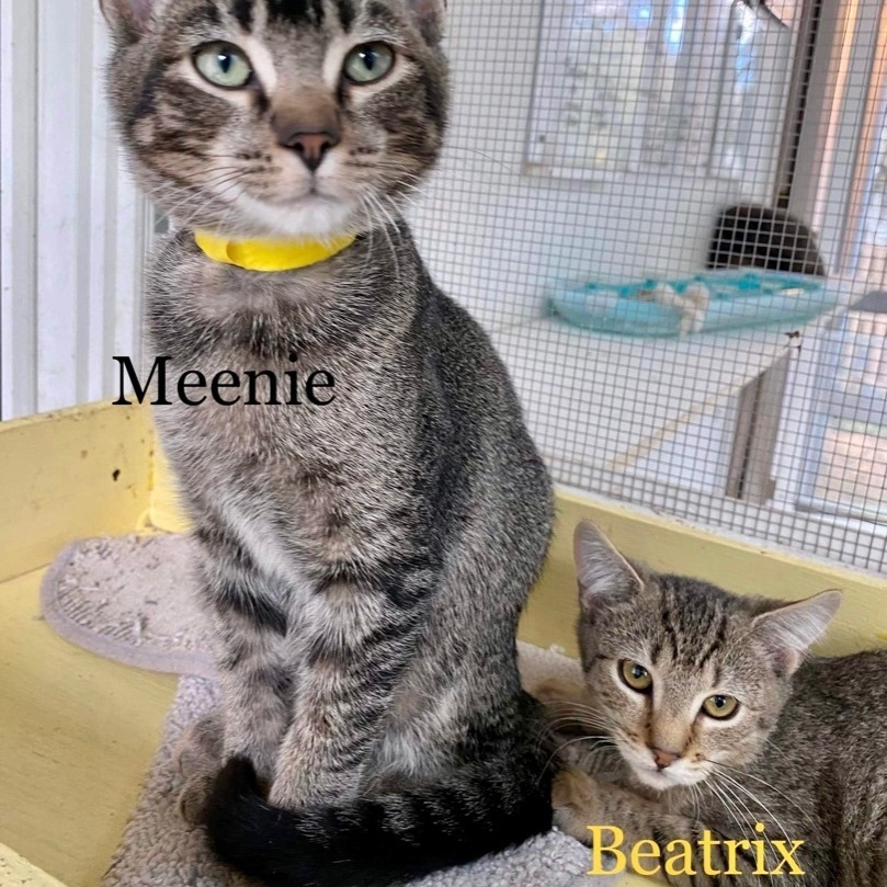 Beatrix photo 2