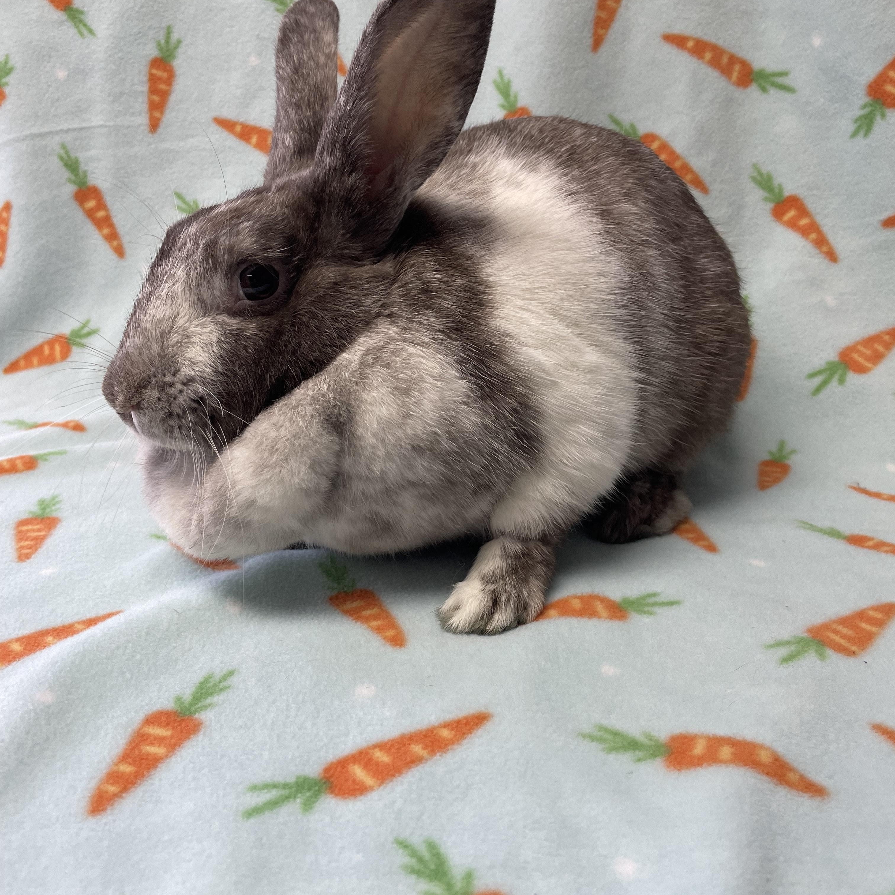 Syrup, Adoptable, Young Female Bunny Rabbit.