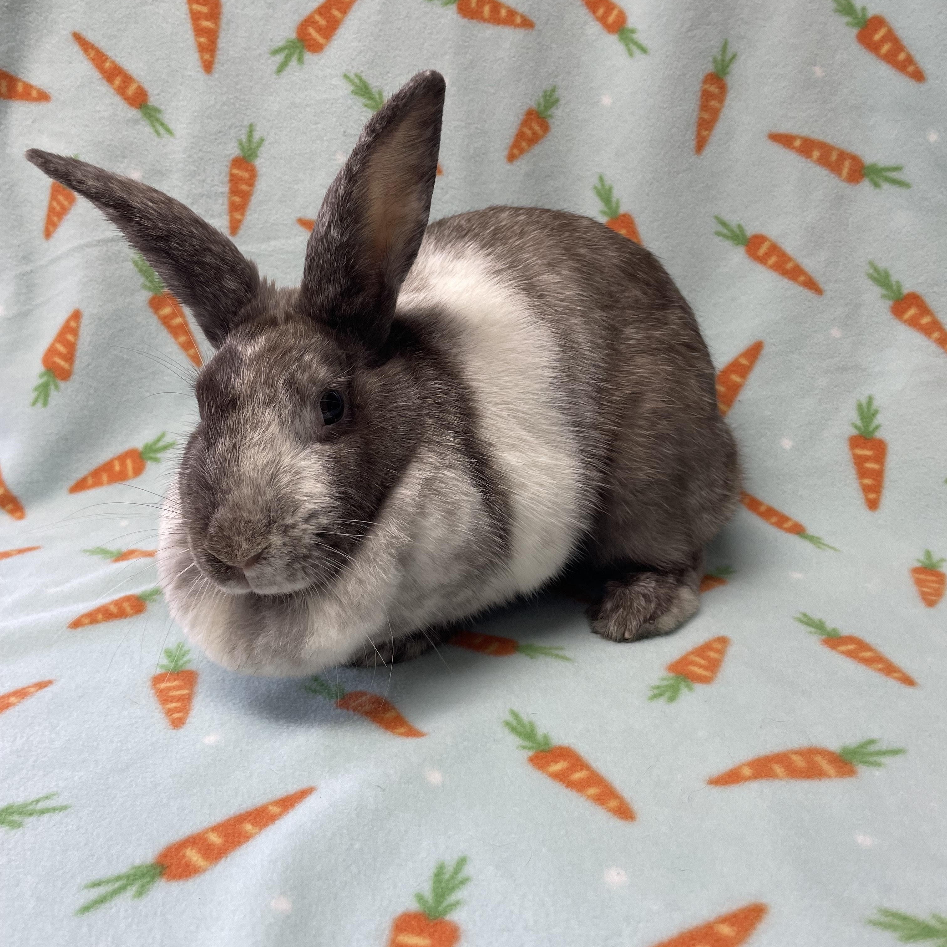Enlarge Syrup, a Adoptable Bunny Rabbit in Harrisburg, PA image 2/3
