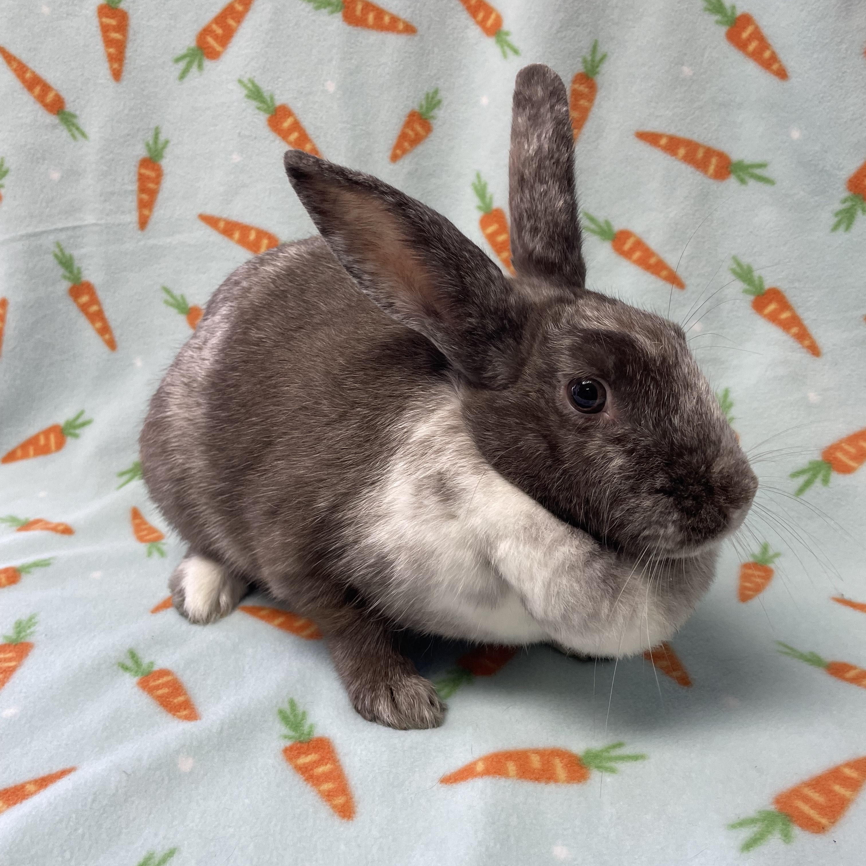 Syrup, Adoptable, Young Female Bunny Rabbit.