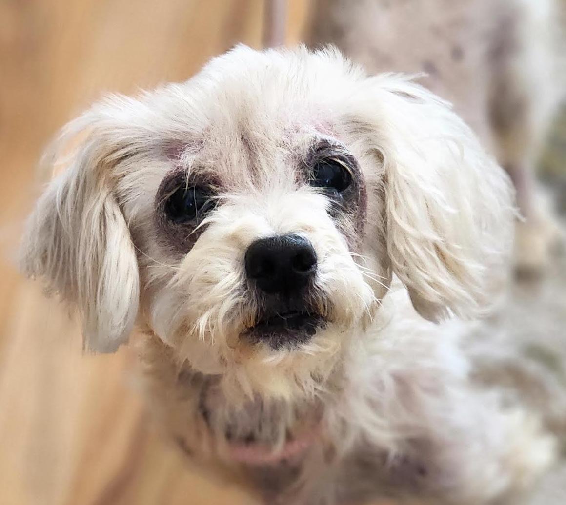 Enlarge Daffy, a ADOPTABLE mixed breed in Cumming, GA image 1/3