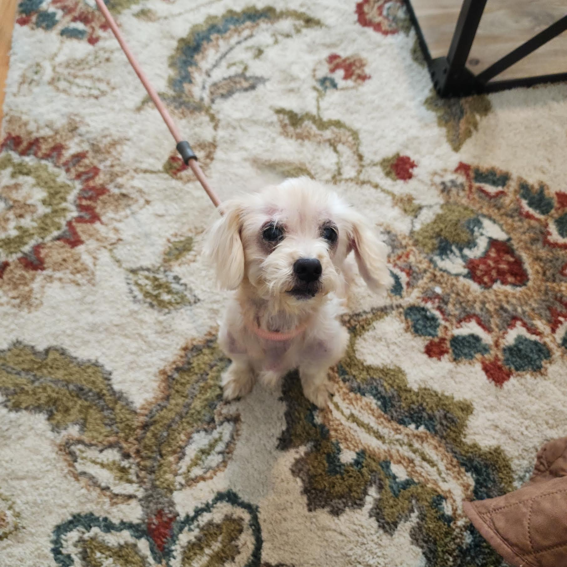 Enlarge Daffy, a ADOPTABLE mixed breed in Cumming, GA image 3/3