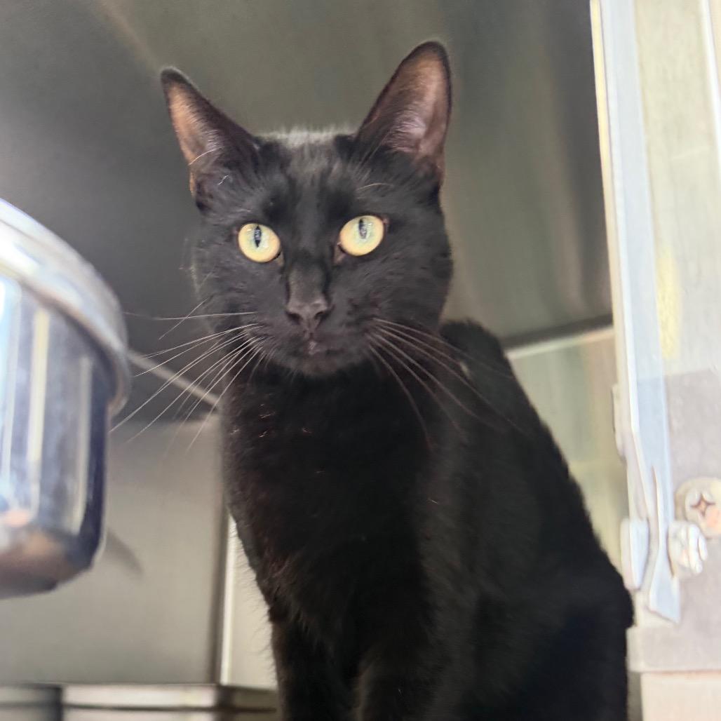 Lady, Adoptable, Adult Female Domestic Short Hair.