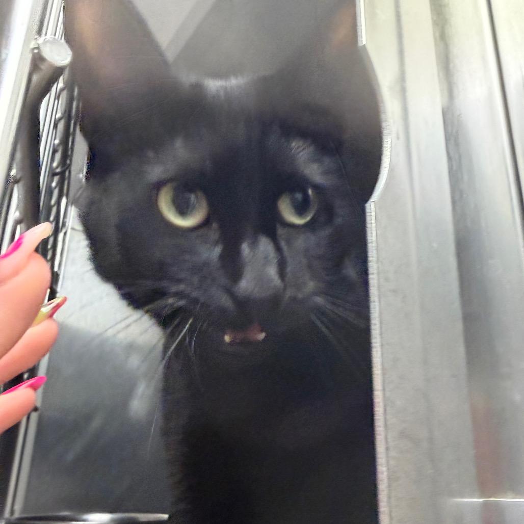 Enlarge Lady, a Adoptable Domestic Short Hair in Blairsville, GA image 2/4