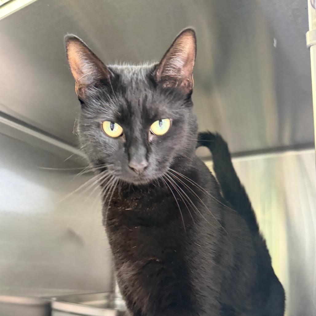 Enlarge Lady, a Adoptable Domestic Short Hair in Blairsville, GA image 3/4