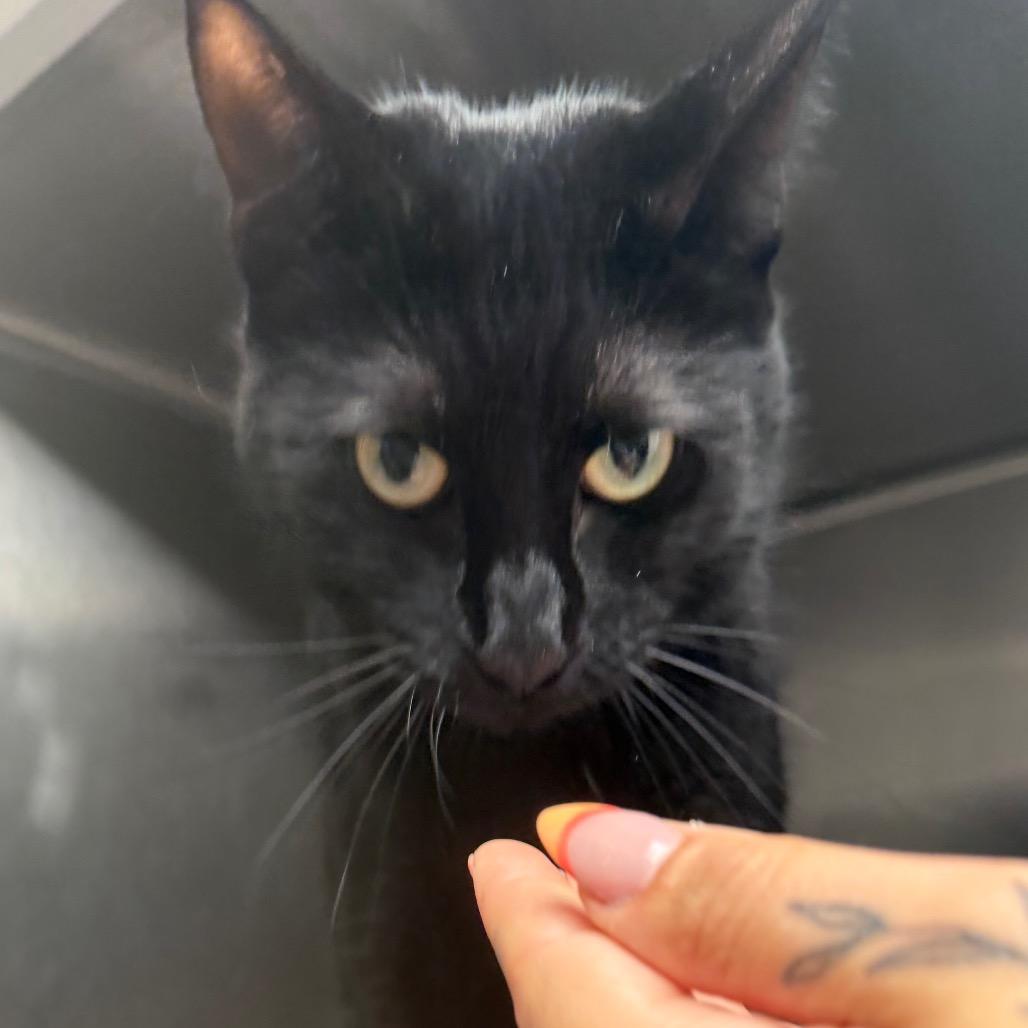 Enlarge Lady, a Adoptable Domestic Short Hair in Blairsville, GA image 4/4