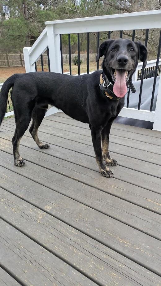 Enlarge Gunnar, an adopted mixed breed in Clayton, NC image 6/6