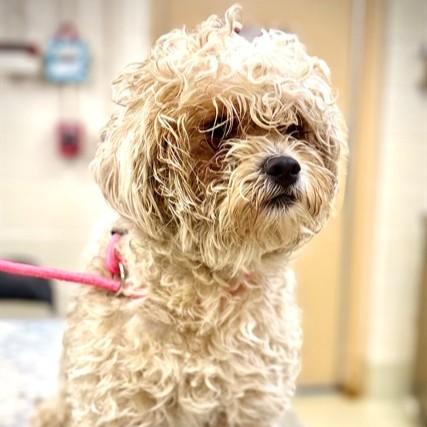Enlarge Butta- 52918, an adoptable Lhasa Apso in Columbia, MD image 1/1