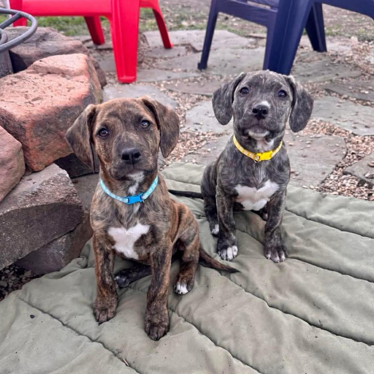 Enlarge Aspen, a ADOPTABLE mixed breed in Salem, NH image 4/6