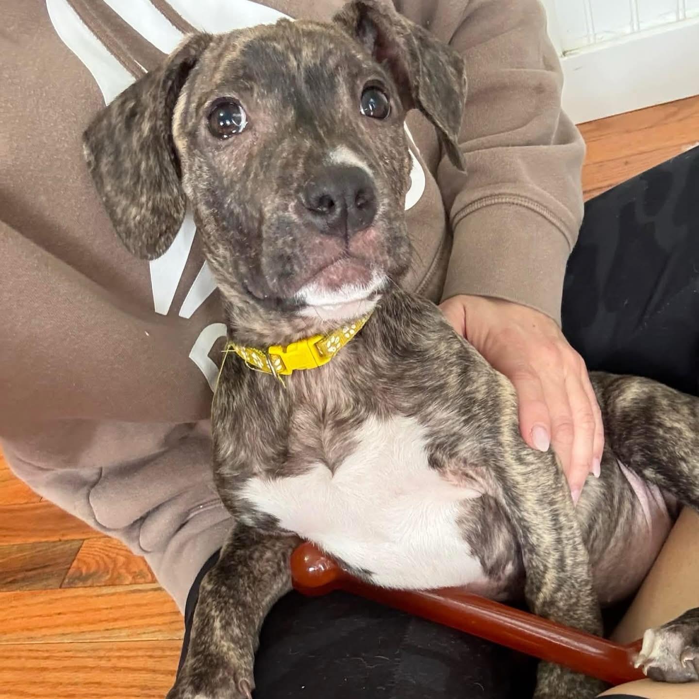 Enlarge Aspen, a ADOPTABLE mixed breed in Salem, NH image 3/6