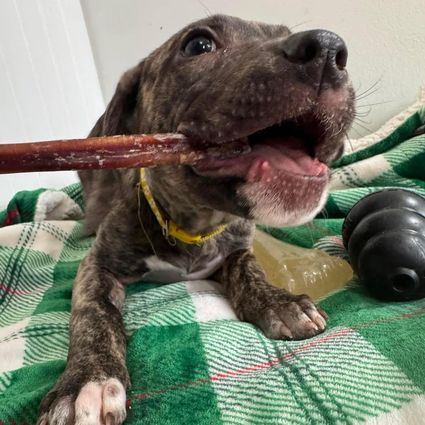 Aspen, ADOPTABLE, Puppy Female American Staffordshire Terrier.