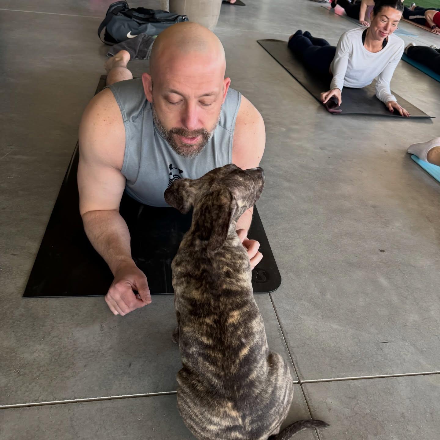 Enlarge Aspen, a ADOPTABLE mixed breed in Salem, NH image 6/6