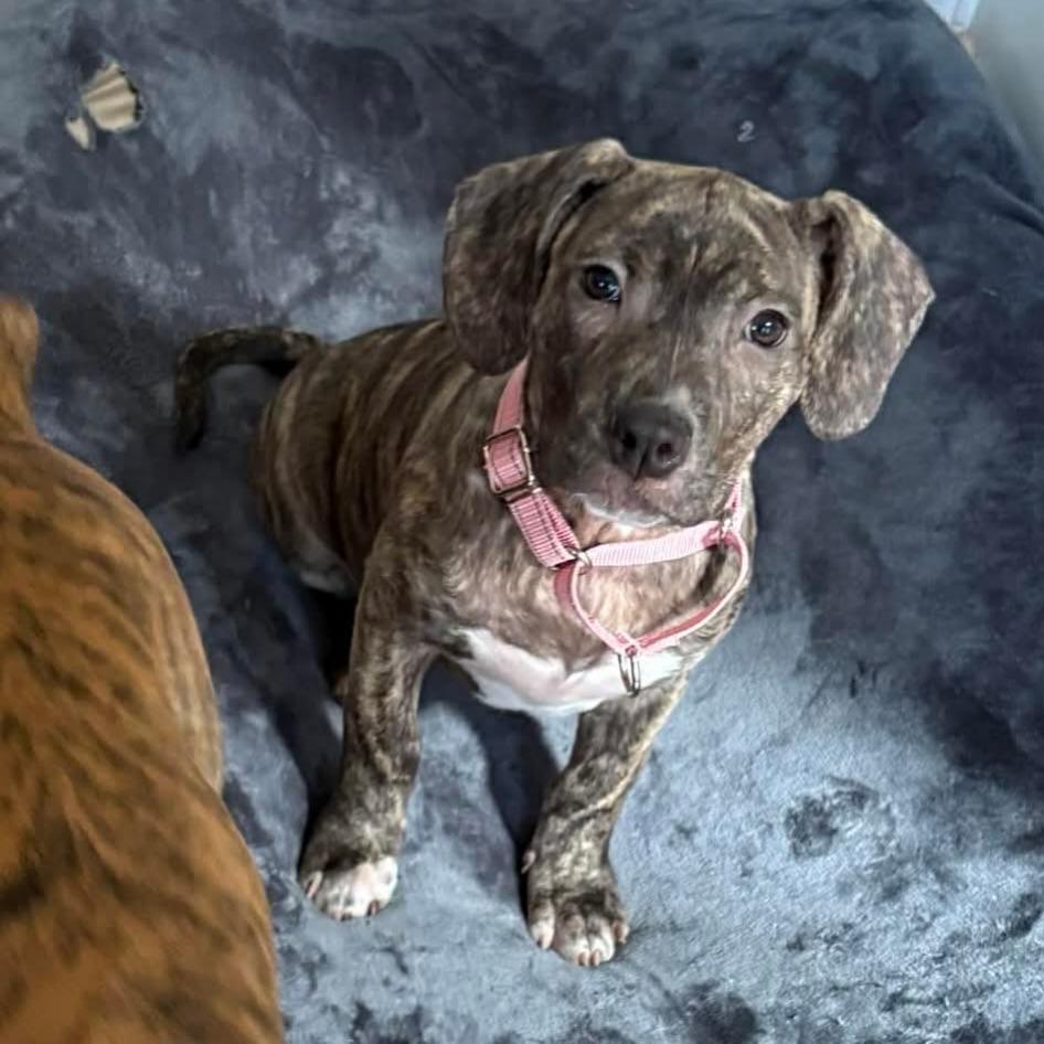 Enlarge Aspen, a ADOPTABLE mixed breed in Salem, NH image 2/6