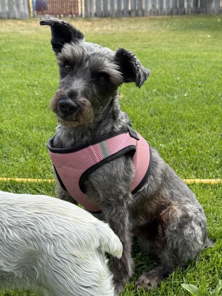 Harley, Adopted, Senior Female Miniature Schnauzer.