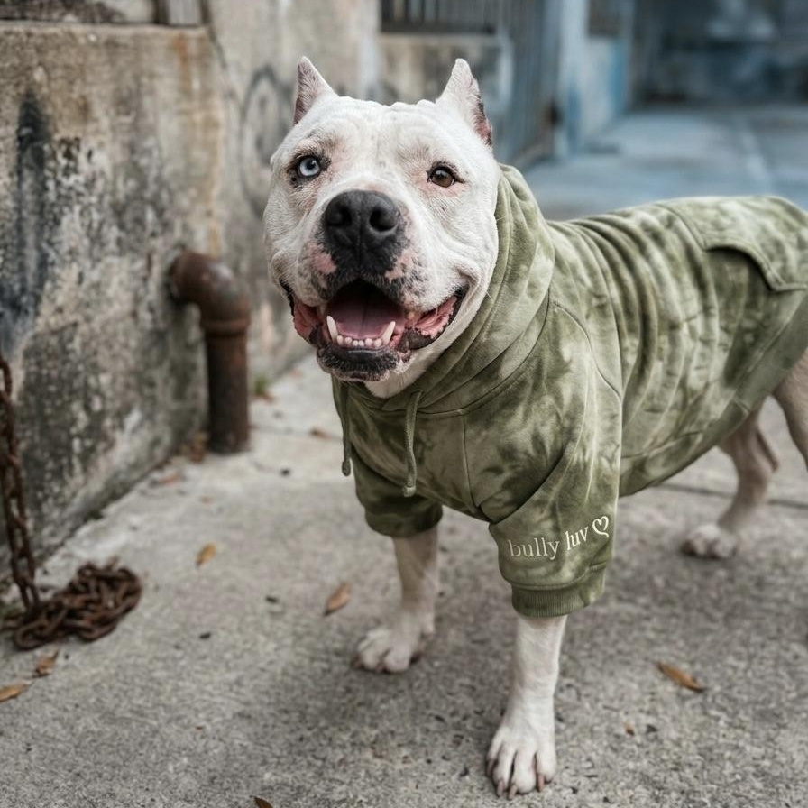 Enlarge Cisco , a ADOPTABLE American Bully in Proctorville, OH image 5/5