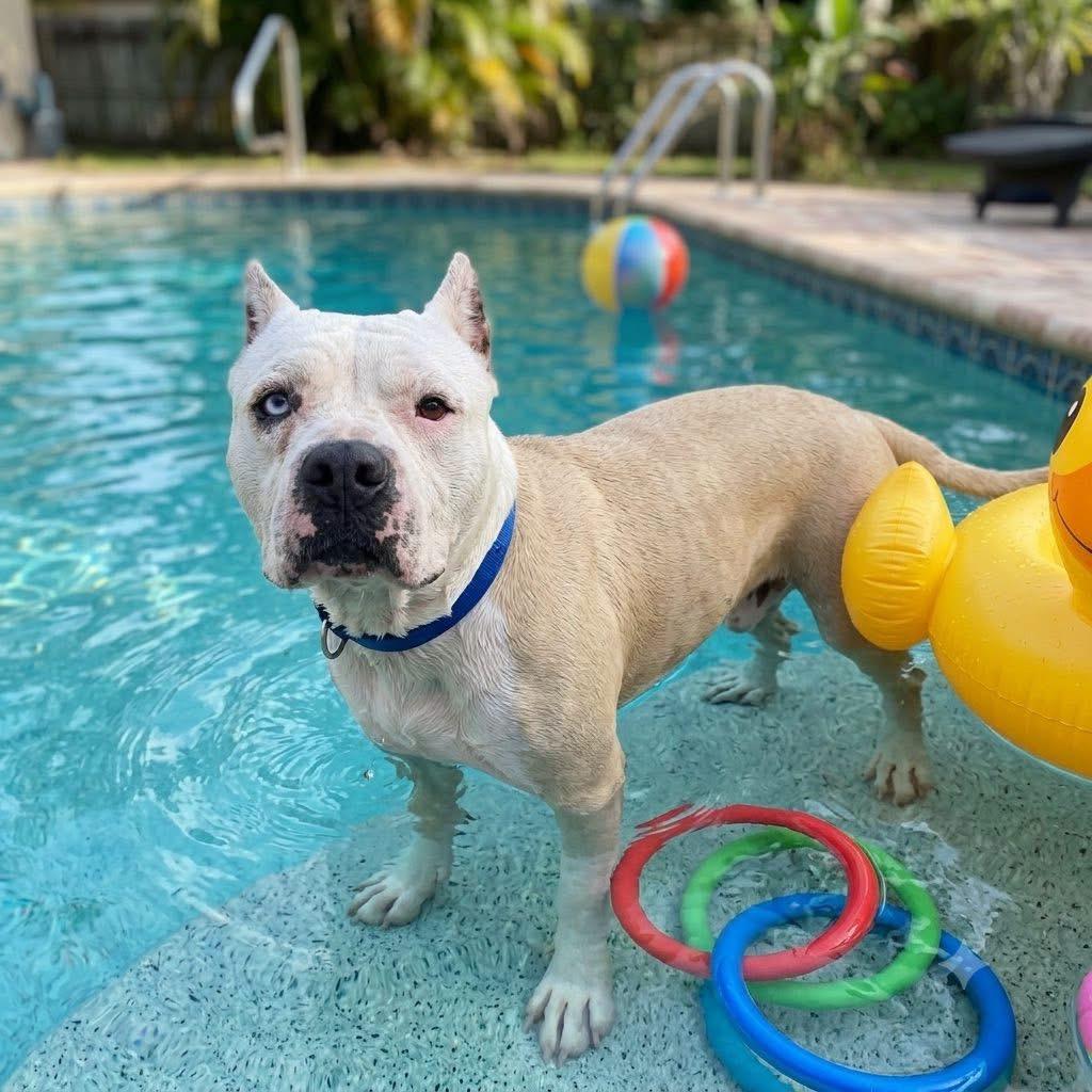 Cisco , ADOPTABLE, Adult Male American Bully.
