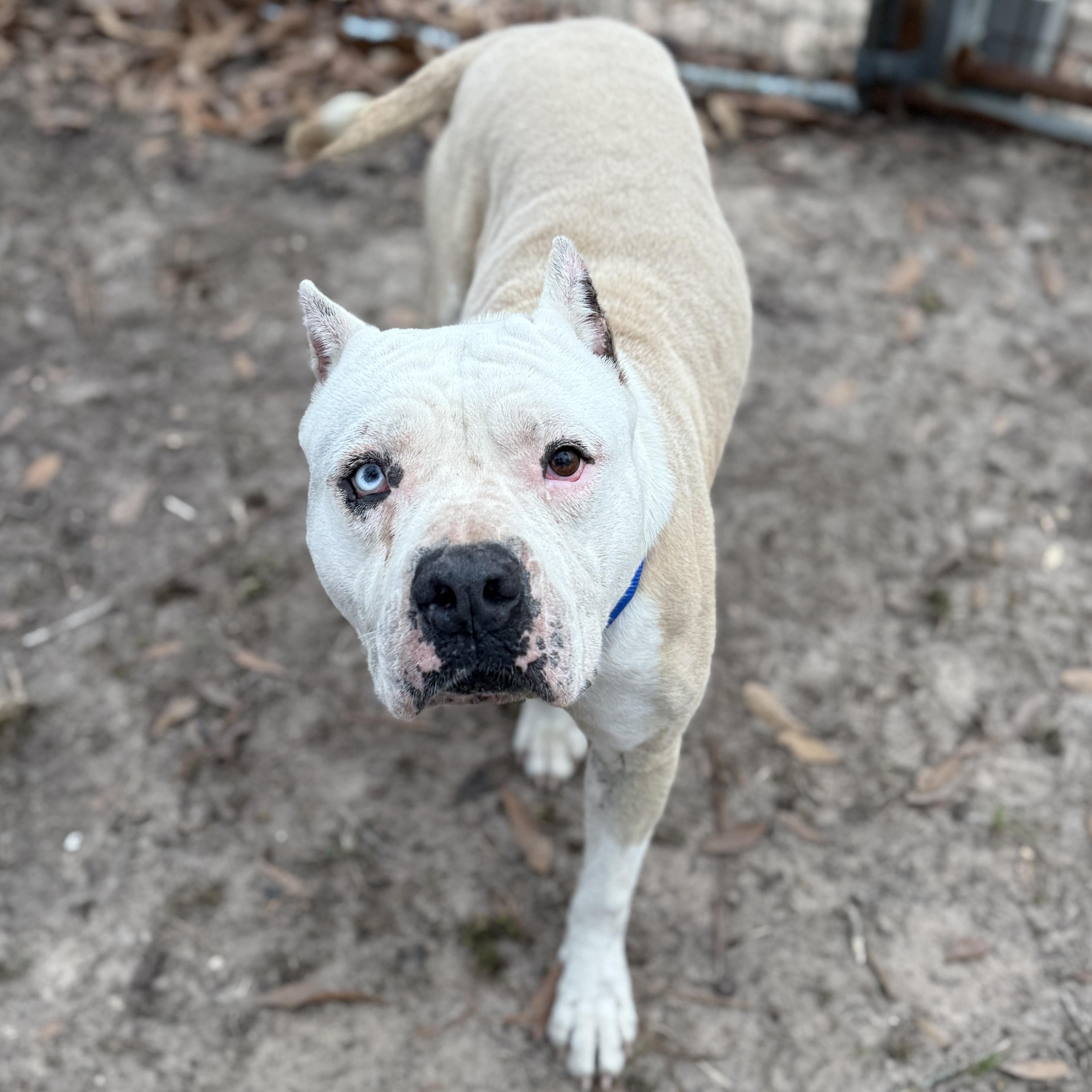 Enlarge Cisco , a ADOPTABLE American Bully in Proctorville, OH image 4/5