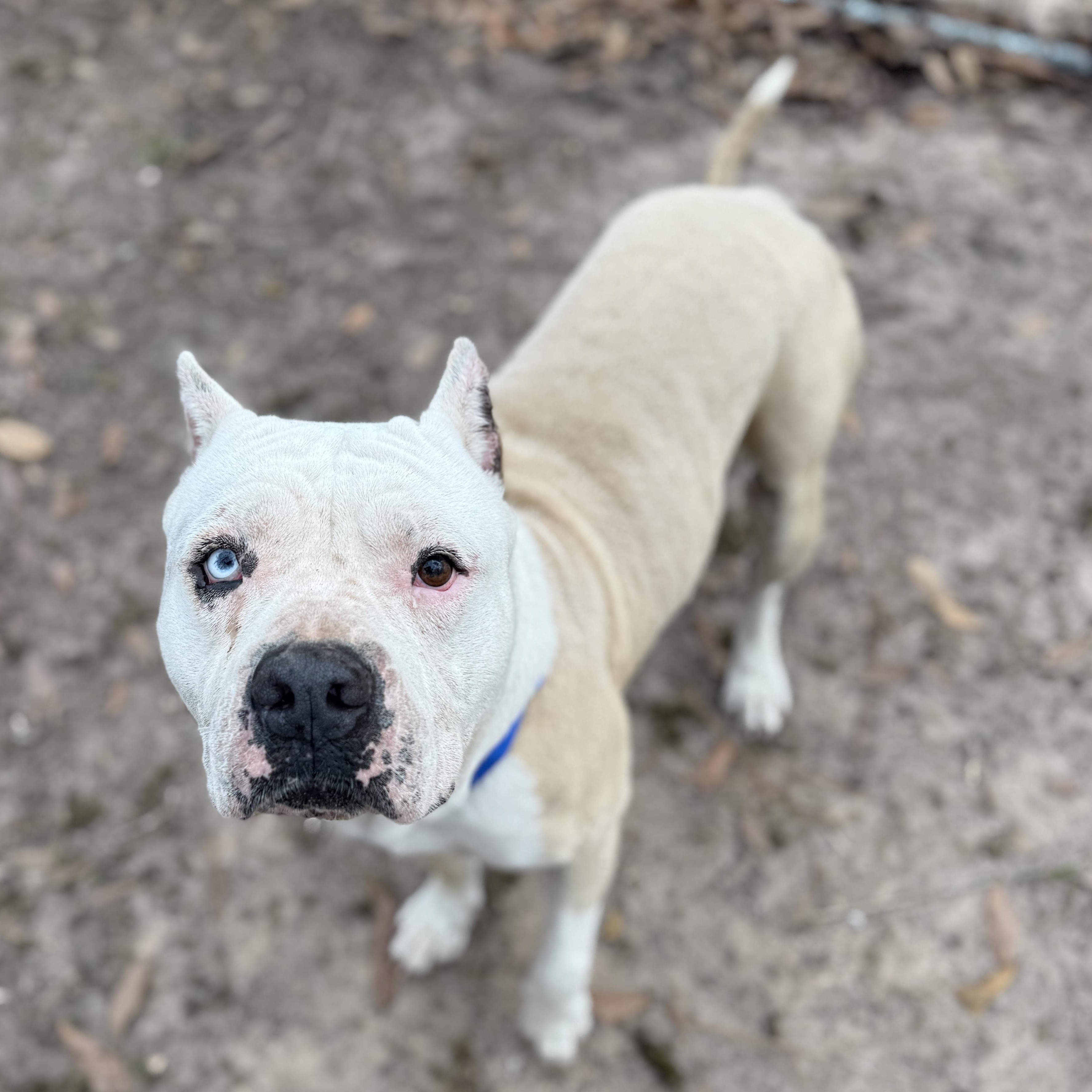 Enlarge Cisco , a ADOPTABLE American Bully in Proctorville, OH image 2/5