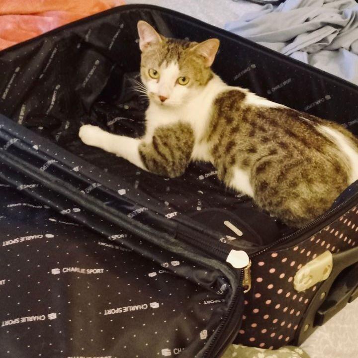 Suzi, a Adoptable Domestic Short Hair in Pompano Beach, FL image 1/3