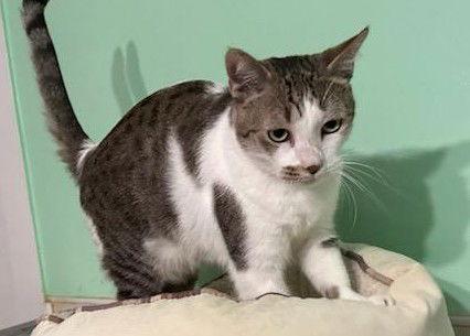 Suzi, a Adoptable Domestic Short Hair in Pompano Beach, FL image 2/3