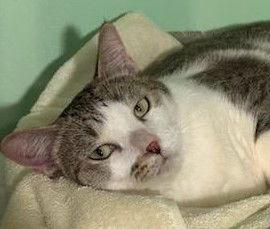 Suzi, a Adoptable Domestic Short Hair in Pompano Beach, FL image 3/3
