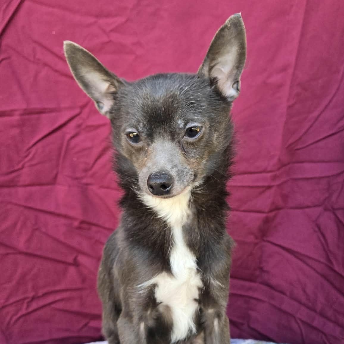 Spinner, ADOPTABLE, Adult Male Italian Greyhound & Chihuahua.