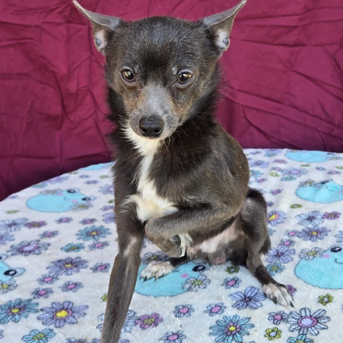 Enlarge Spinner, a ADOPTABLE mixed breed in Tylertown, MS image 2/2
