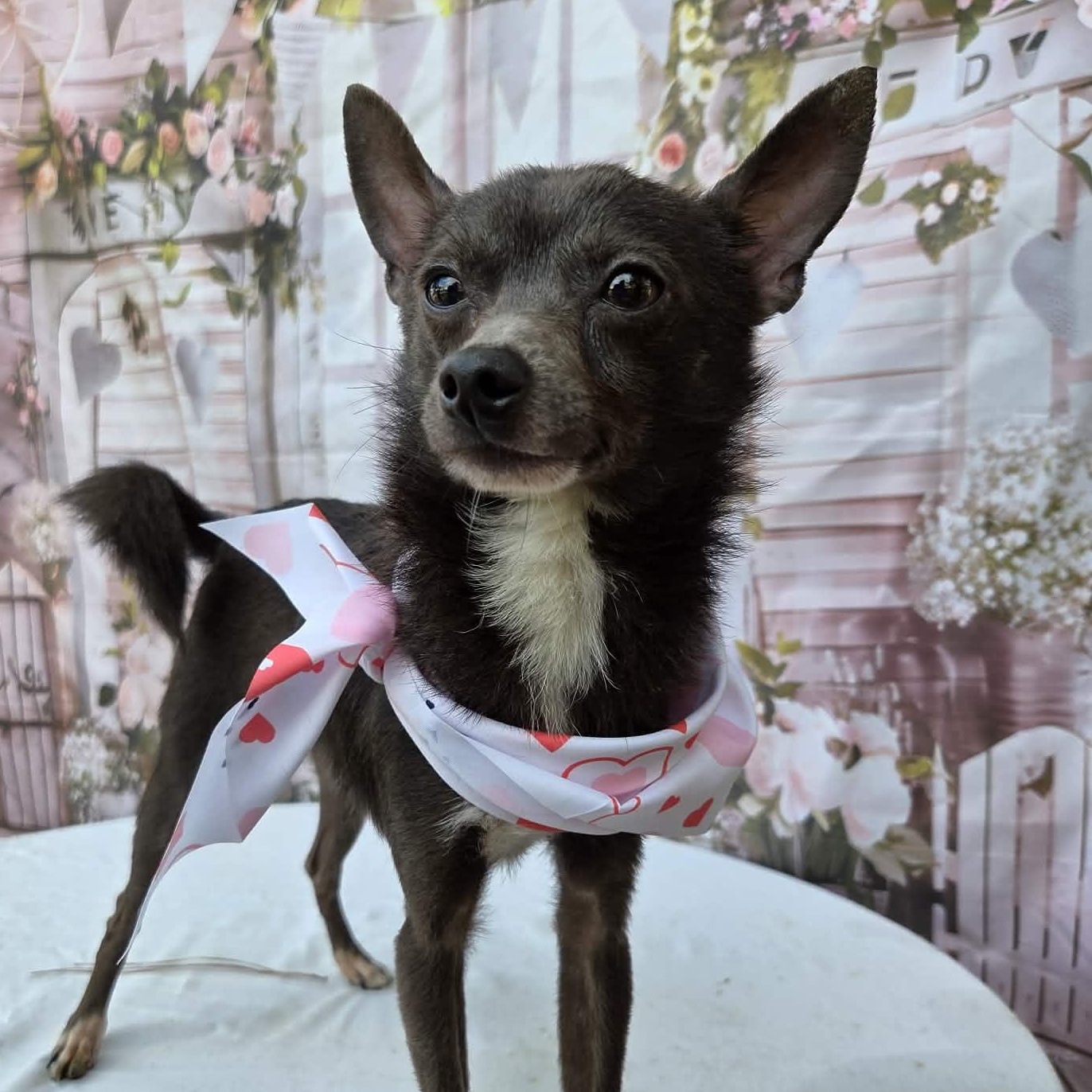 Enlarge Spinner, a ADOPTABLE mixed breed in Tylertown, MS image 2/2