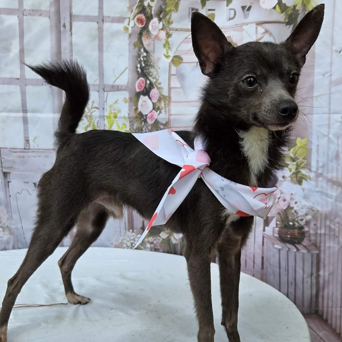 Spinner, ADOPTABLE, Adult Male Italian Greyhound & Chihuahua.