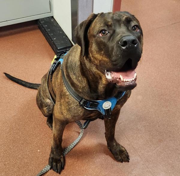 Princess Bubblegum, Adoptable, Young Female Mastiff.